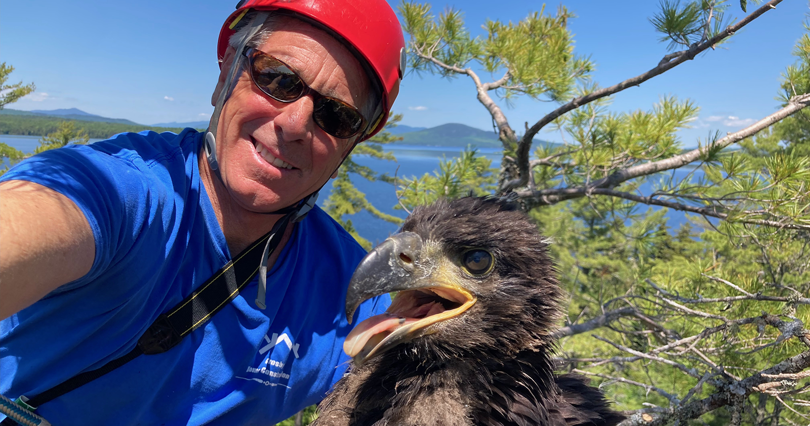 Biologist studies Eagles in Maine.